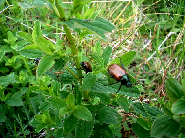 Lasiommata maera,Oreina cacaliae:insetti in Val Trompia